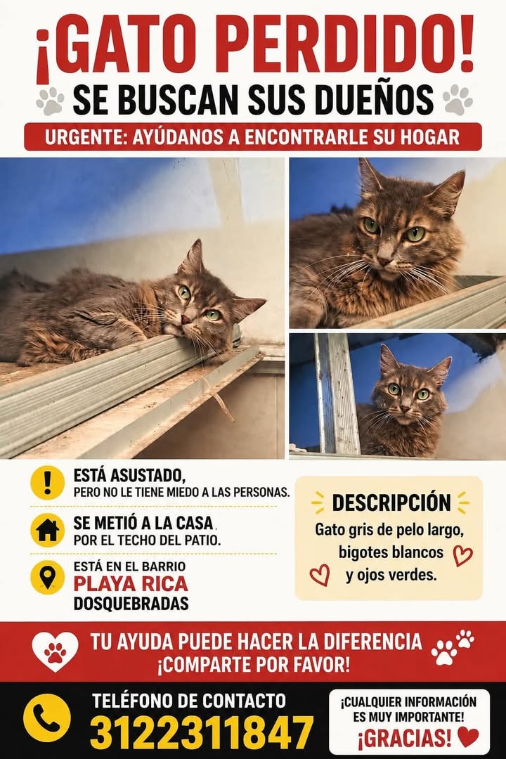 Gato perdido en Pereira, Risaralda 