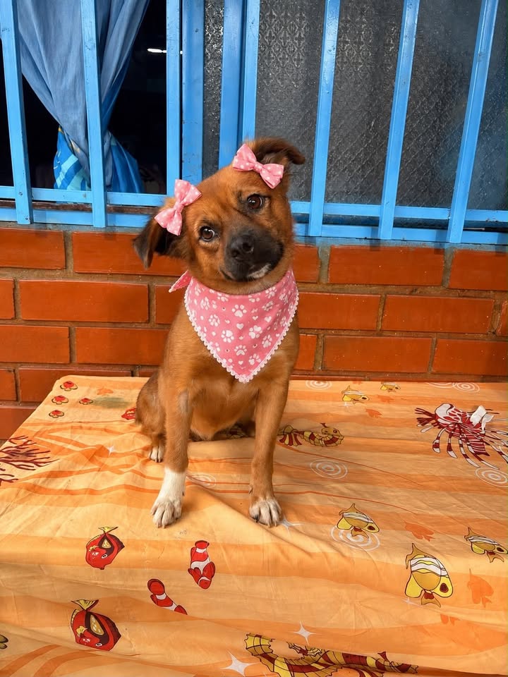 Hermosa perrita busca hogar en Pereira 