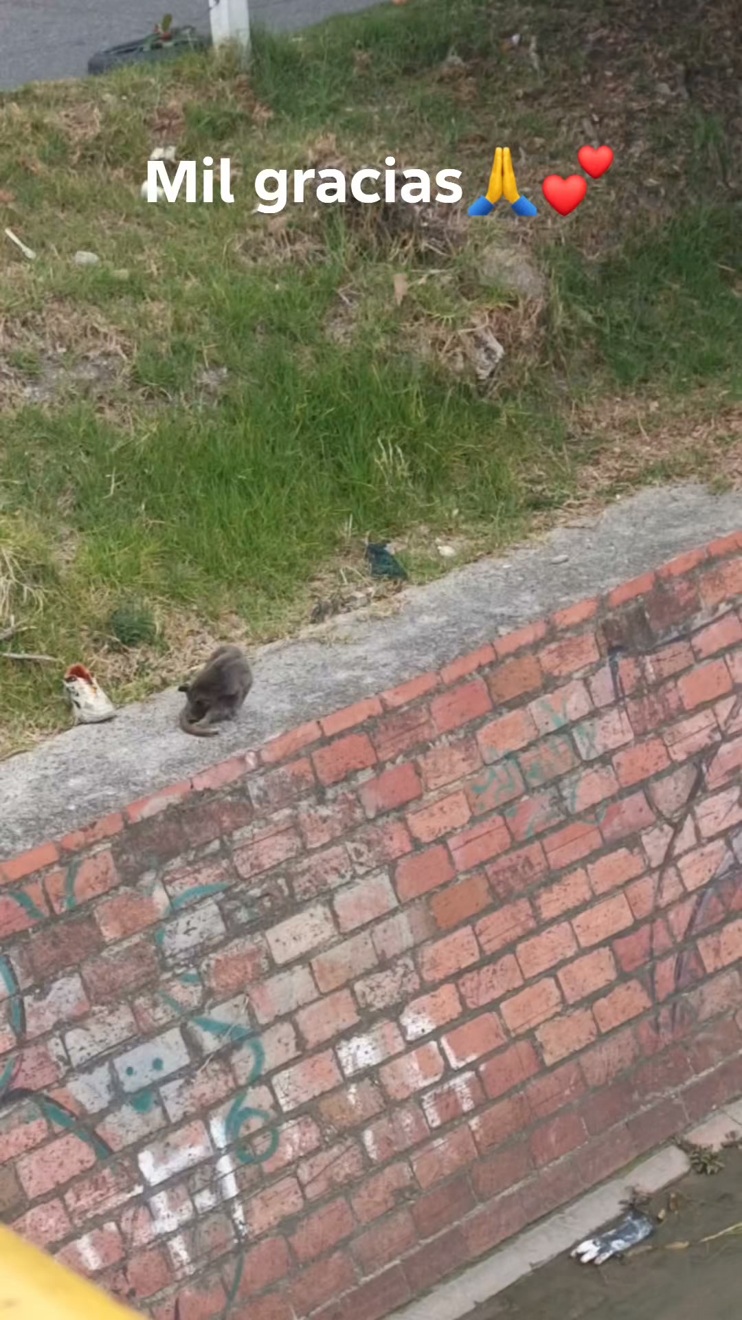 Pájaro encontrado en Bogotá 