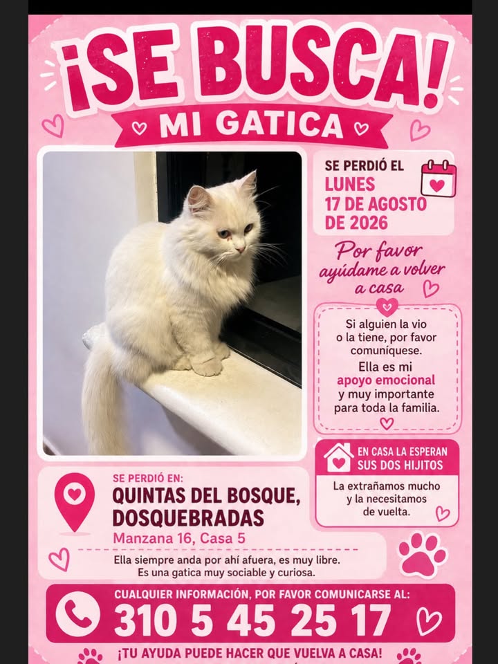 ¡SE BUSCA! Mi Gatica Luna Perdida en Pereira 