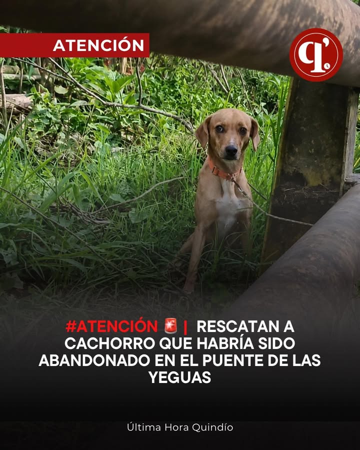 Cachorro rescatado de puente en Quindio busca hogar 