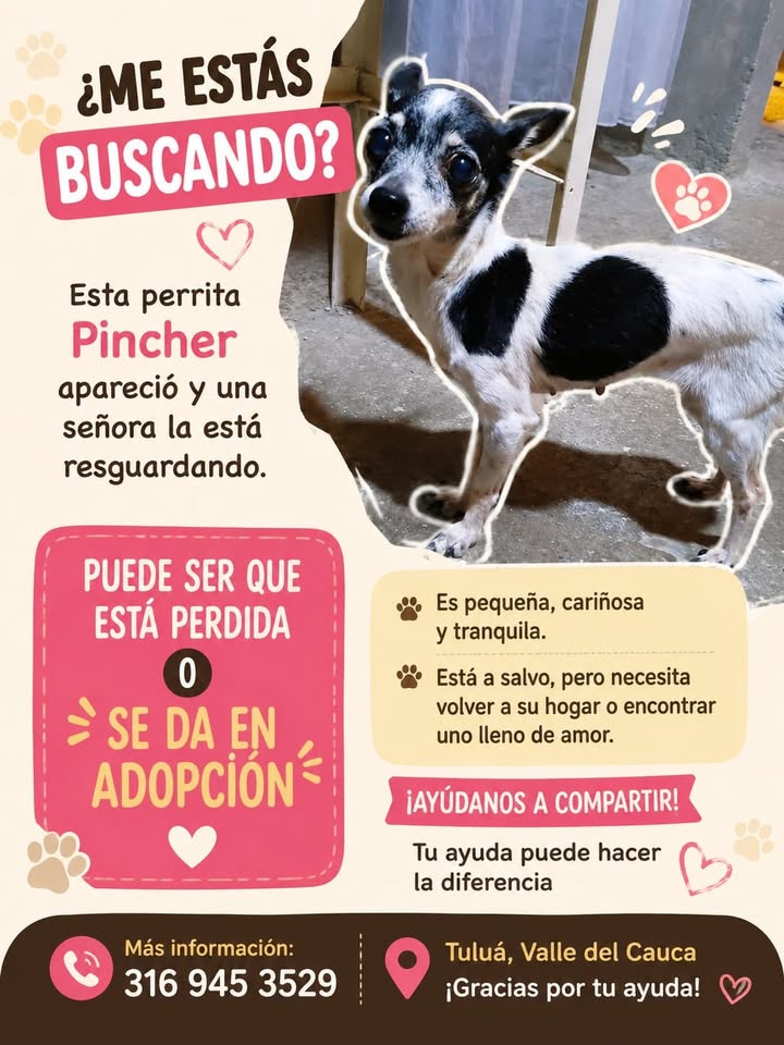 Perra Pincher perdida en Tuluá 
