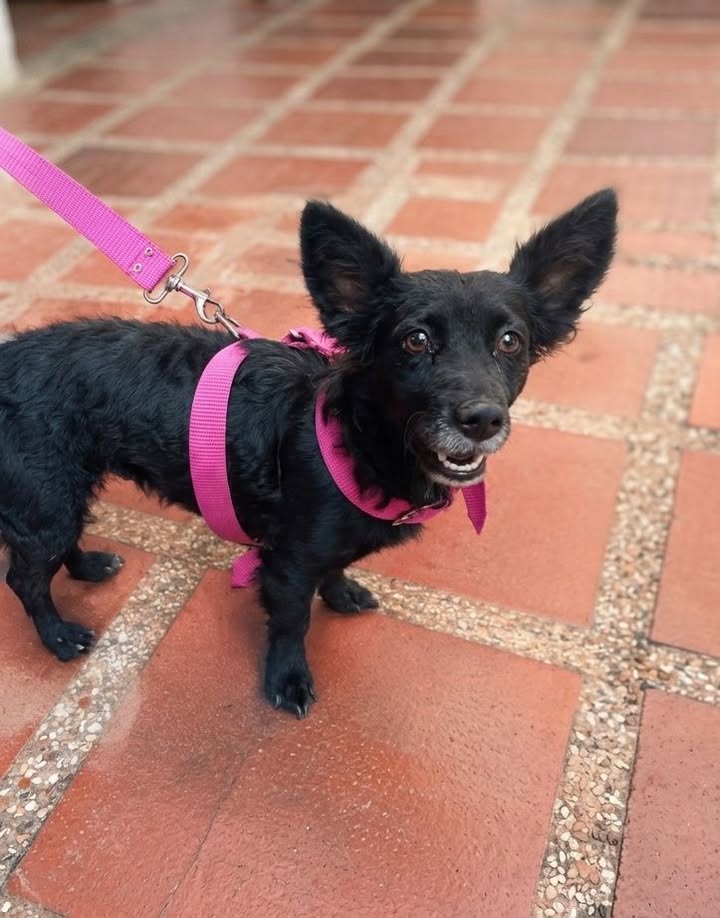 Perrita perdida en Cali, Valle 