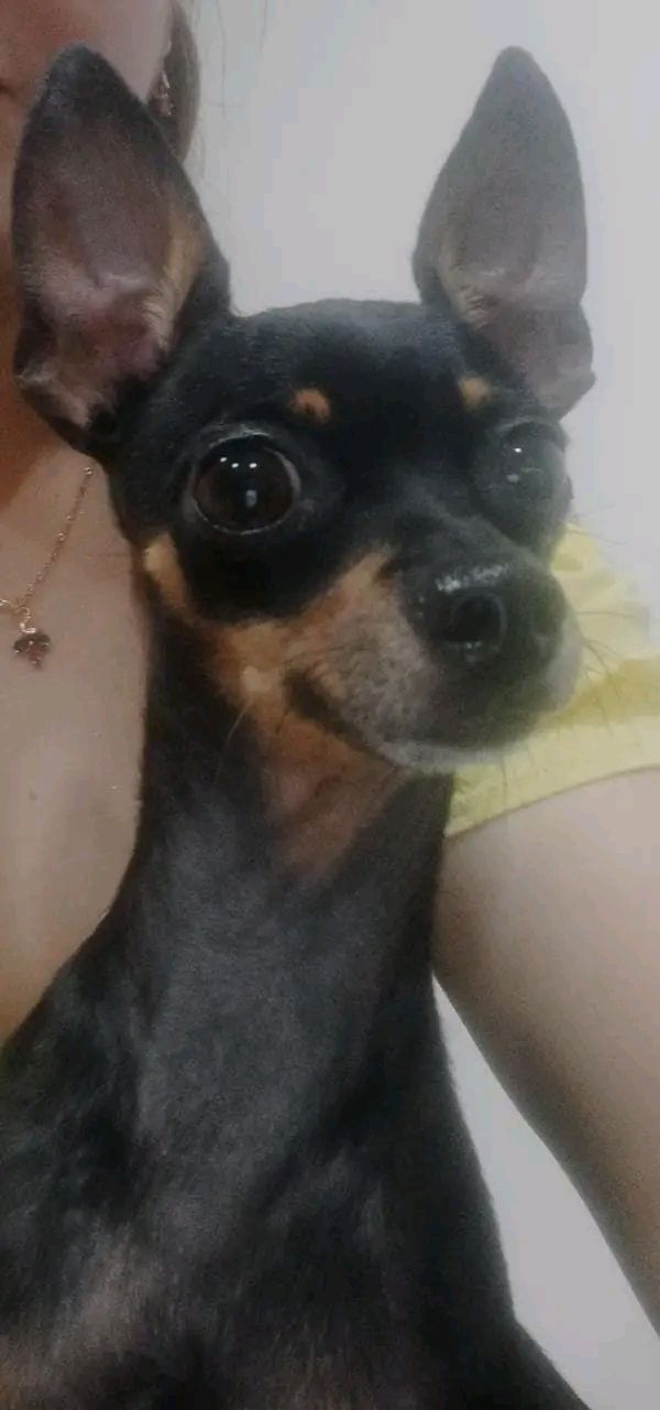 Perrito encontrado en Tuluá, Valle del Cauca 