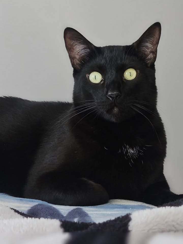 Gato negro en adopción en Bogotá 