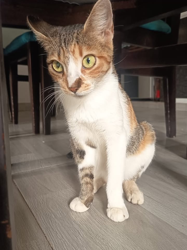 Adopción de Gato y Gata en Pereira, Risaralda 