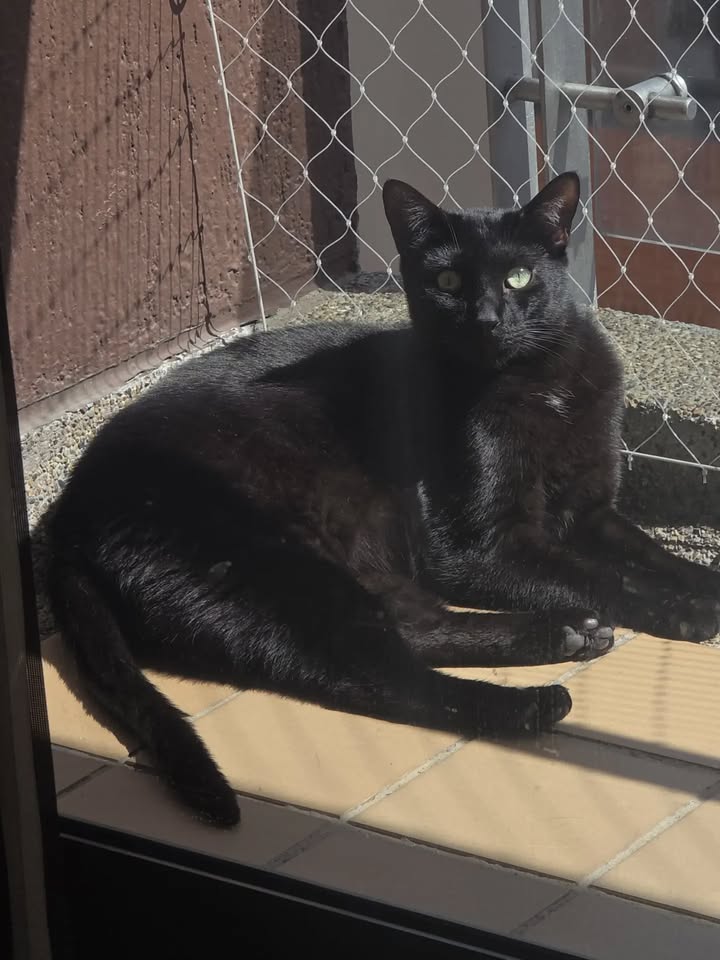 Gato negro en adopción en Bogotá 