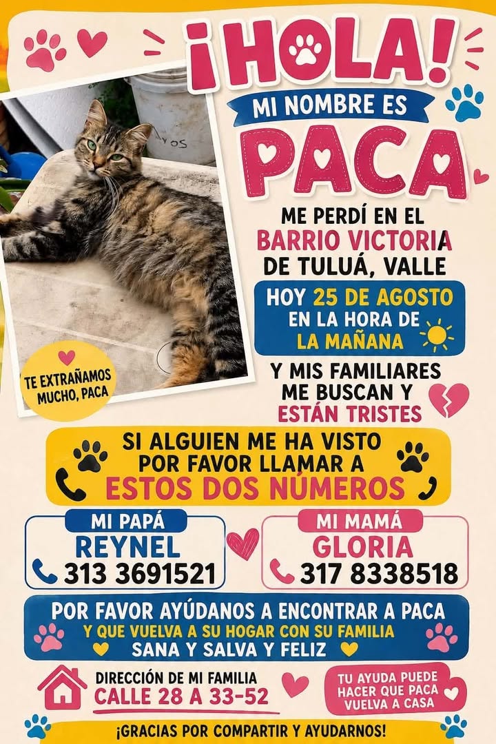 Gato perdido en Tuluá, Valle 