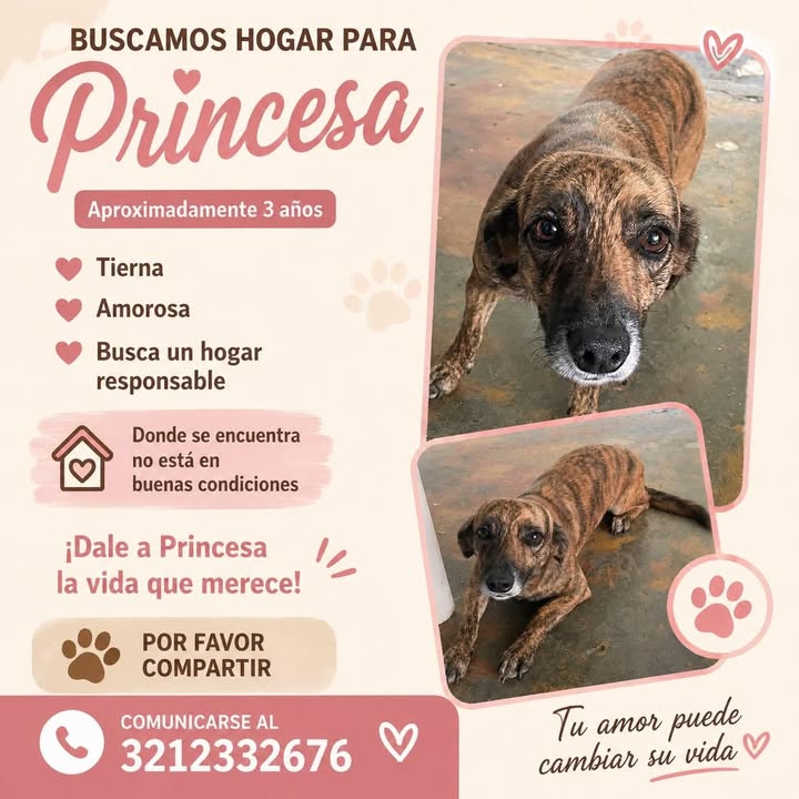 Buscan hogar para Princesa en Tuluá, Valle 