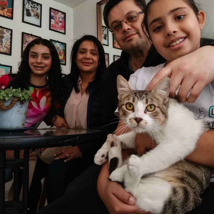 Adopta un gato en Bogotá 