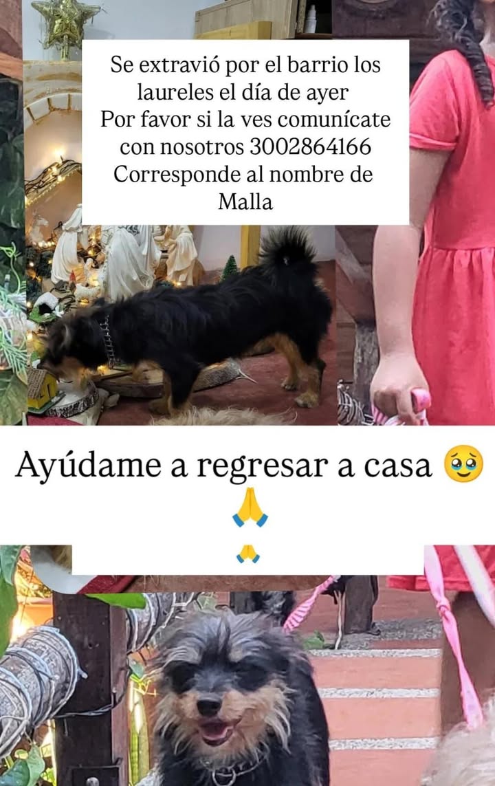 Mascota Perdida en Santa Ana, Magdalena 