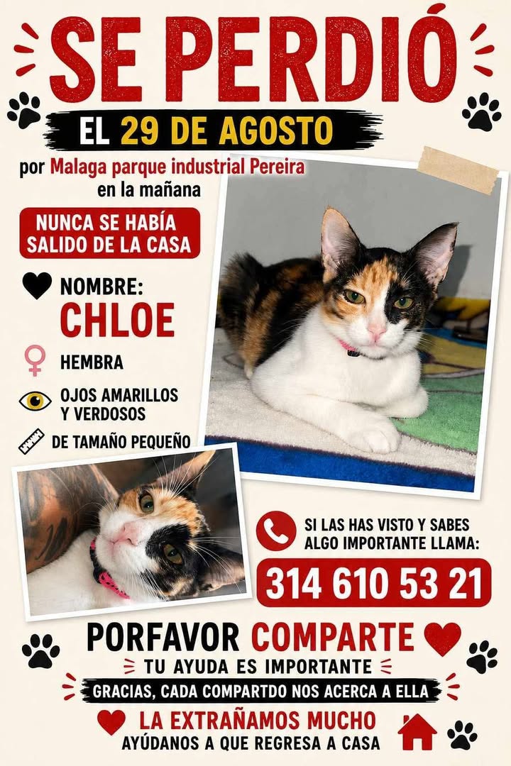 Gata perdida Chloe en Pereira, Risaralda 