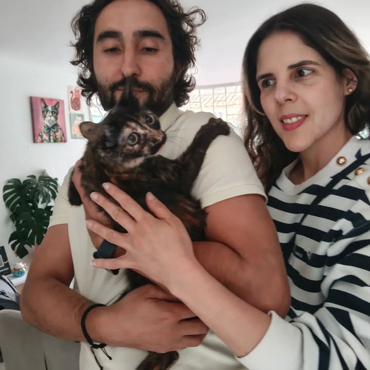 Adopta un gato en Bogotá 