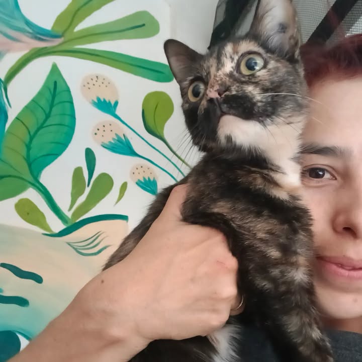 Adopta un gato en Bogotá 