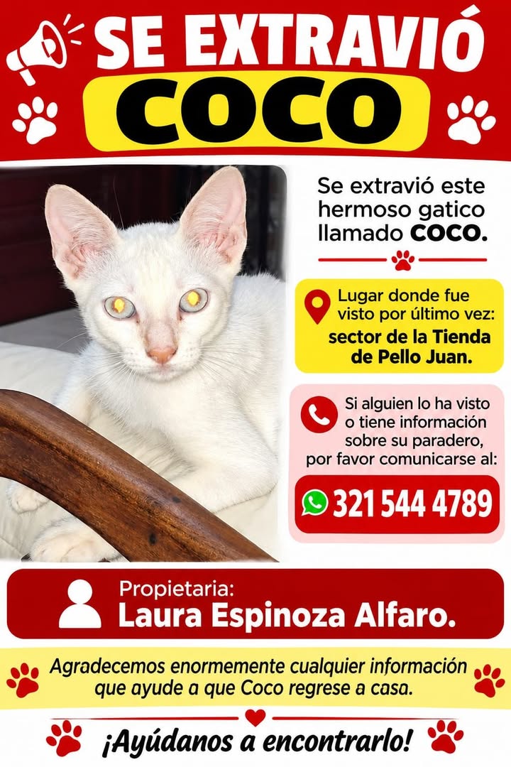 Gatito blanco perdido en Santa Ana, Magdalena 