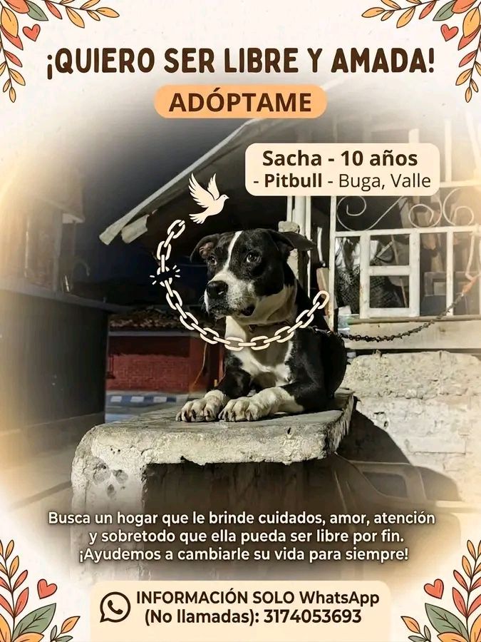 Perro en adopción en Tuluá 