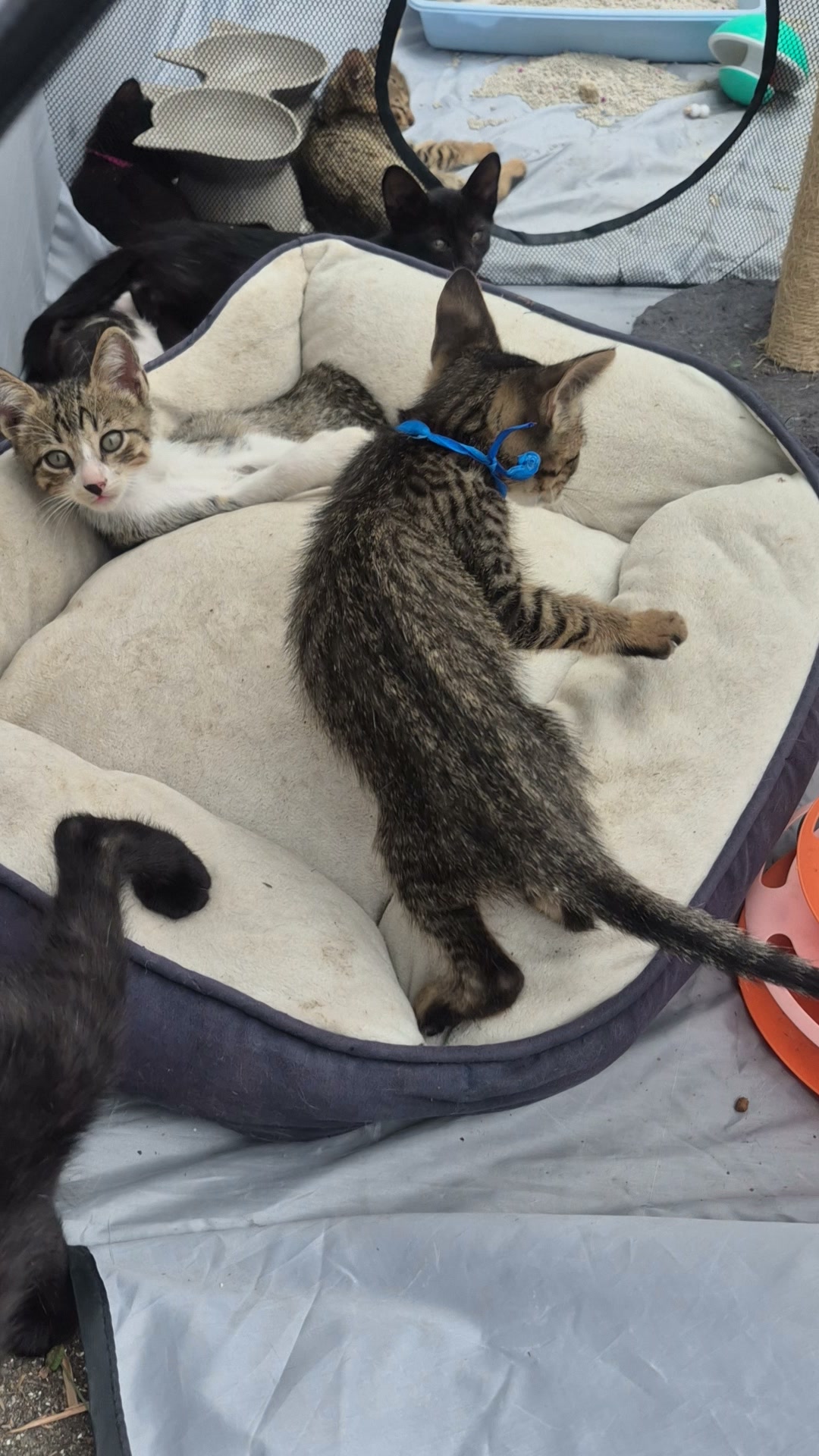 Adopta gatitos en Bogotá 