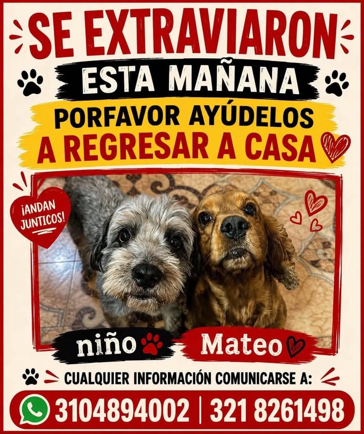 Perro perdido en Tuluá, Valle 