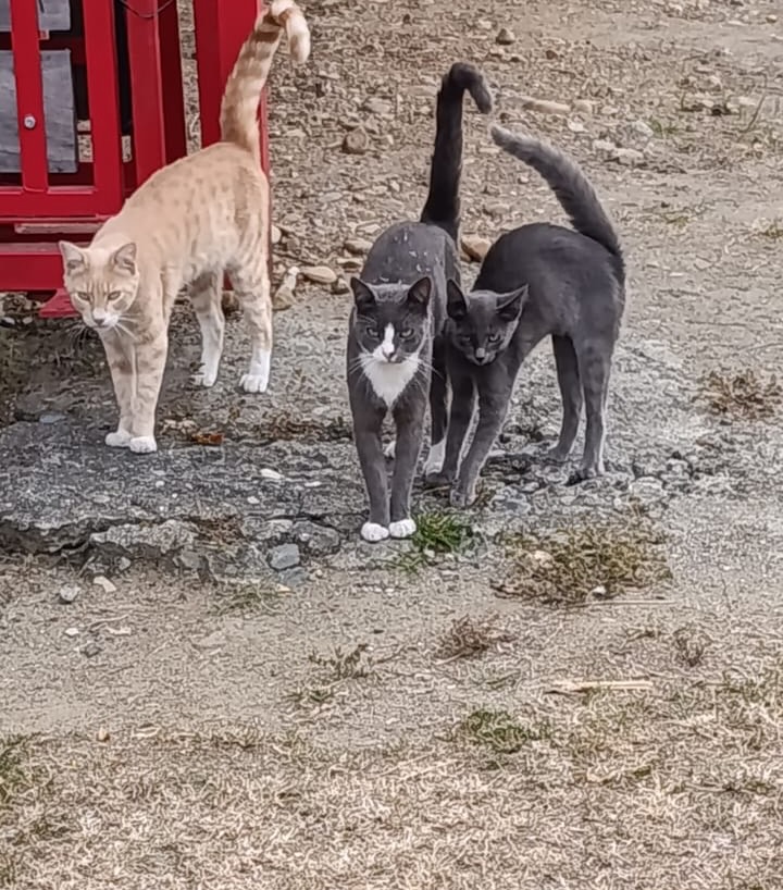 Gatos machos en adopción en Pereira 