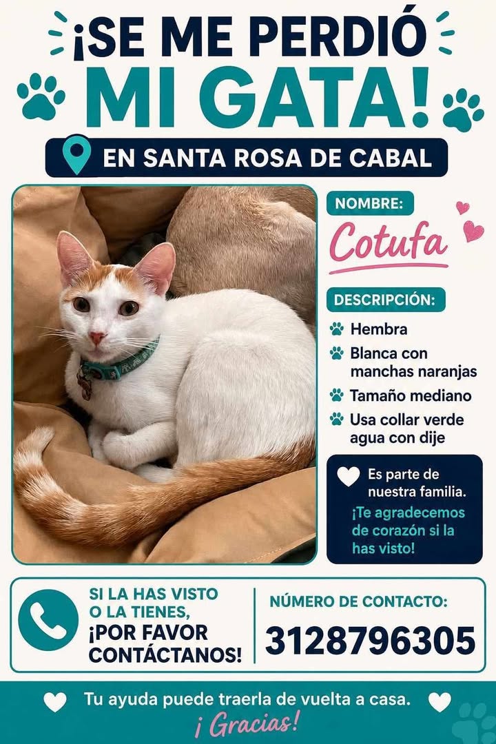 Gata perdida Cotufa en Santa Rosa de Cabal 