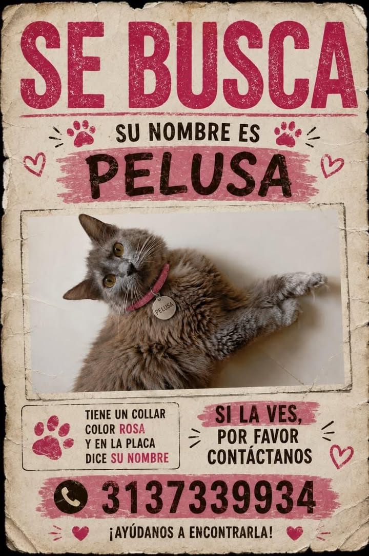 Gato perdido en Tuluá, Valle 