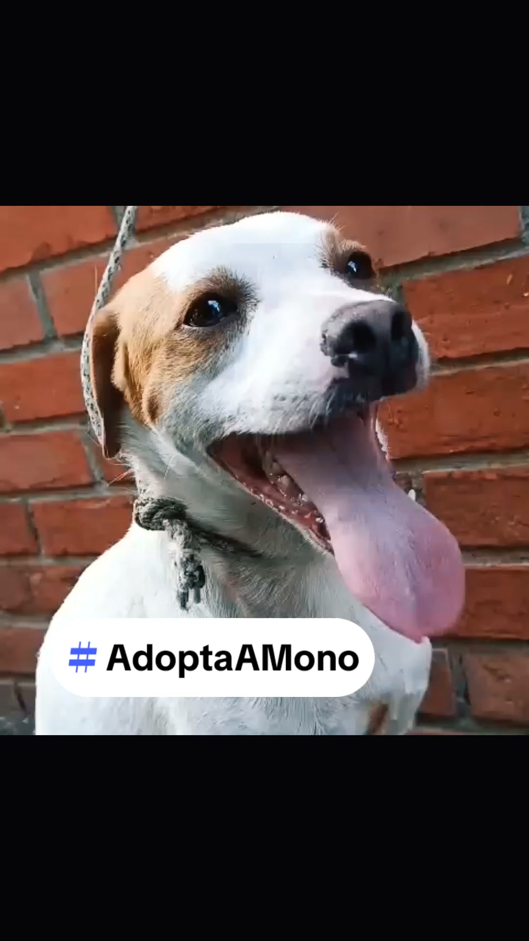 Adoptar perro Mono en Tuluá, Valle - Colombia 