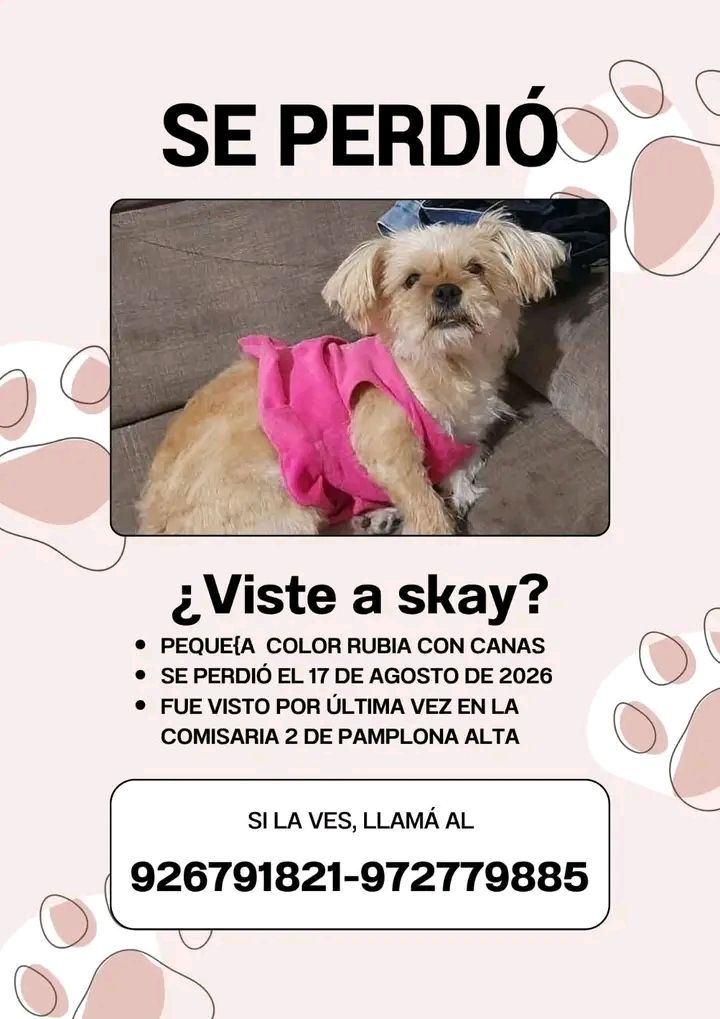 Perra Shih Tzu perdida en Tuluá 