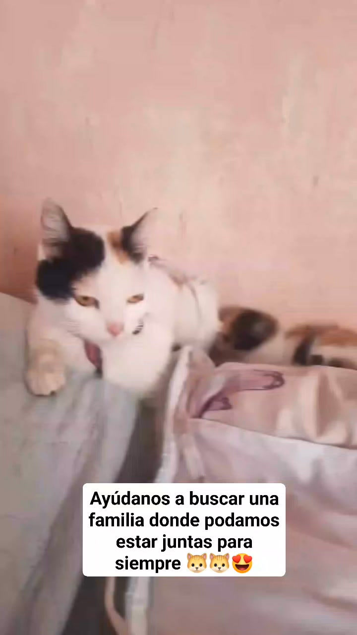Gata y bebé buscan familia en Amagá, Antioquia 