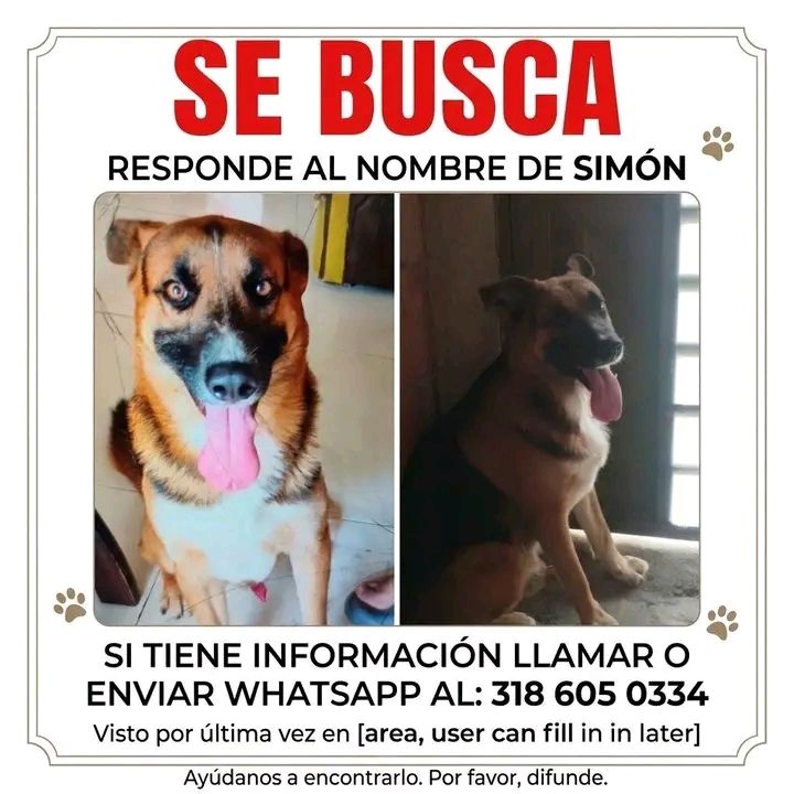 Perro perdido en Tuluá: Simón busca a su familia 