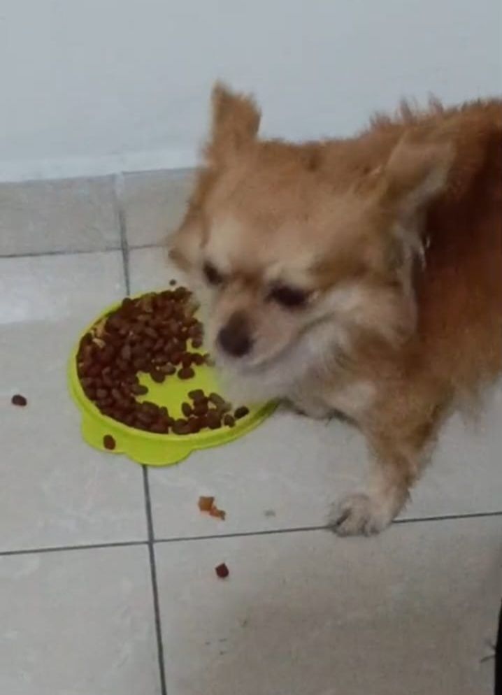 Se busca a Valentino, perro Chihuahua perdido en Tuluá 
