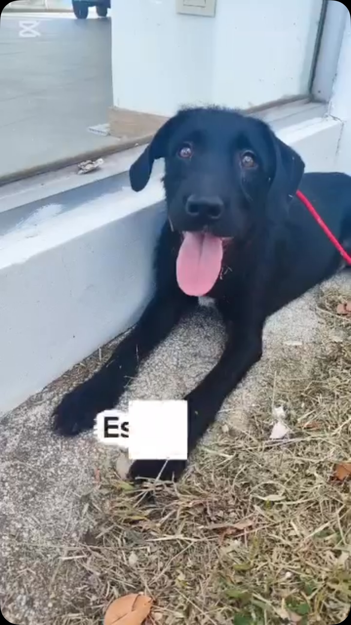Perro Negro Busca Hogar en Pereira 