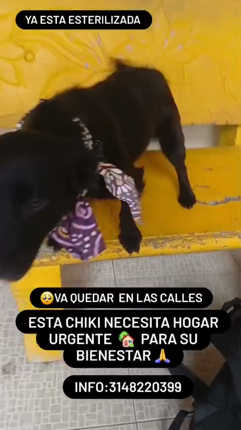 Perro en adopción urgente en Tuluá, Valle 