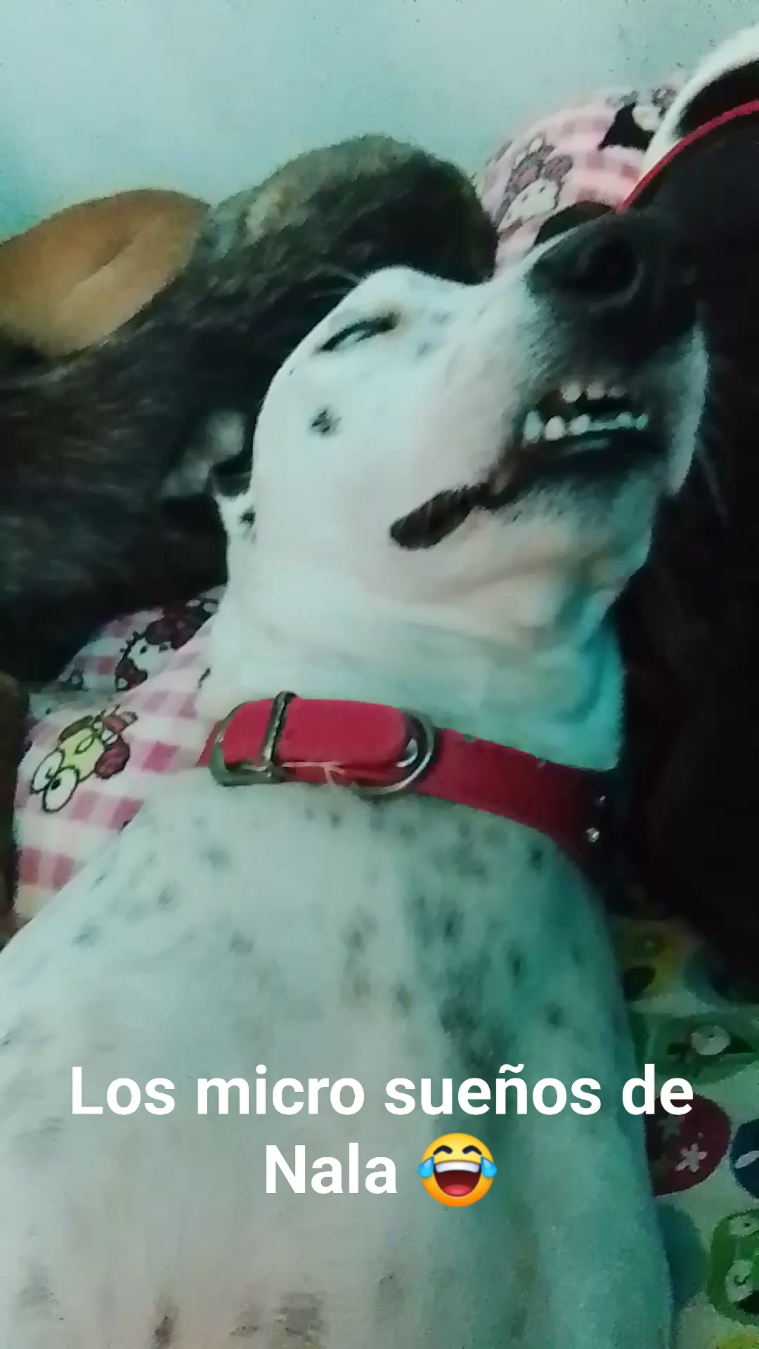 Perro perdido en Neira, Caldas 