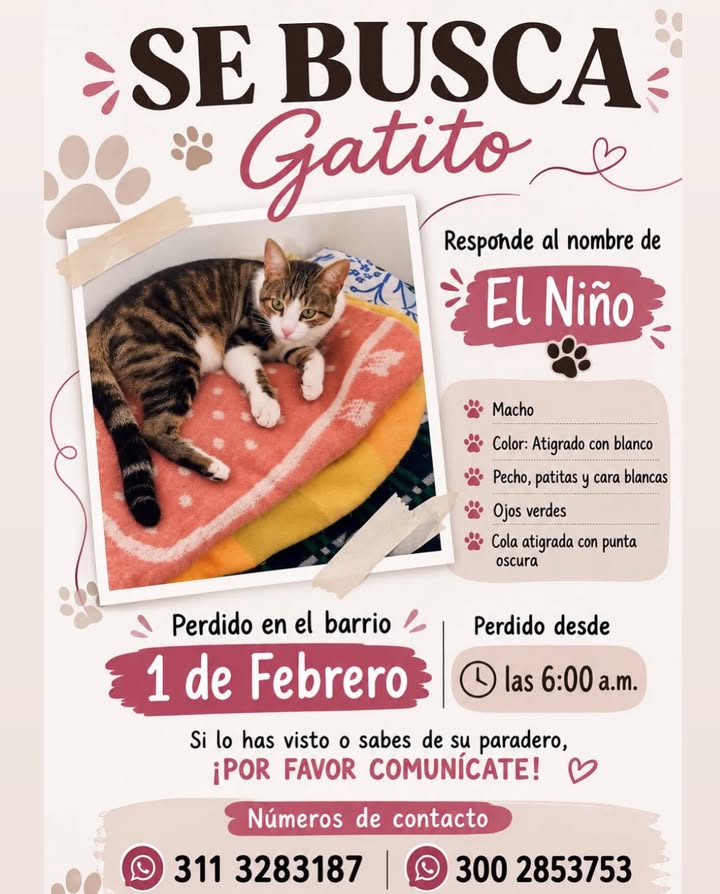 Gatito perdido en Pereira 