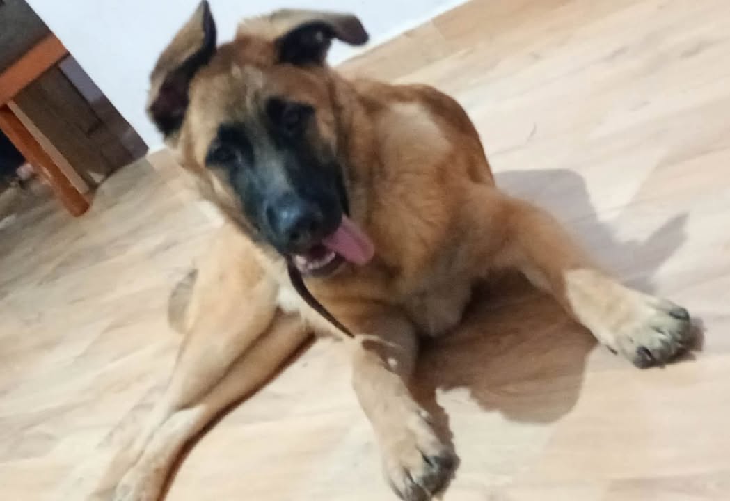 Lindo Perrito en busca de hogar responsable en Pereira 