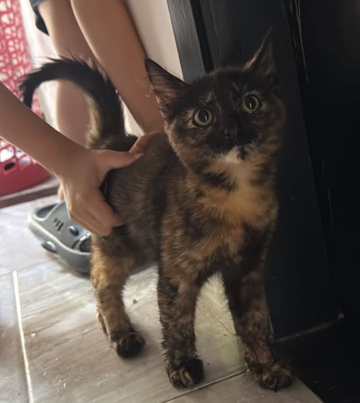 Gata encontrada en Vereda El Centro, Acacías 