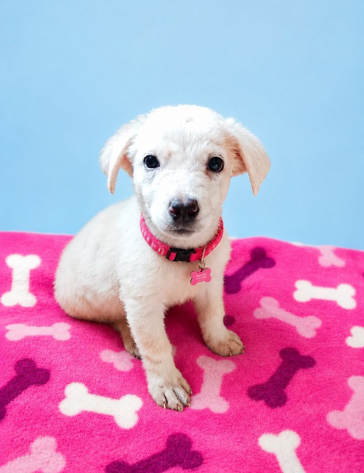 Adopta a Aurora, adorable cachorra en Neira 