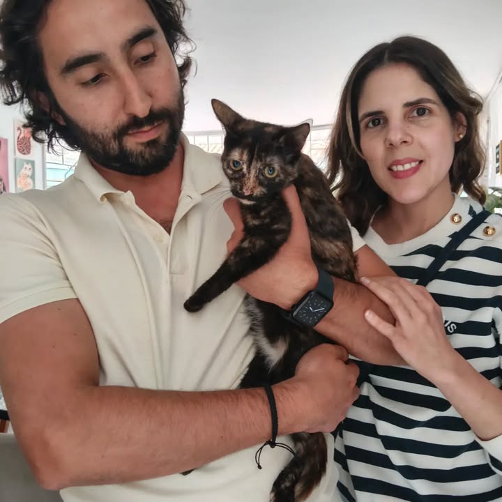 Adopta un gato en Bogotá 