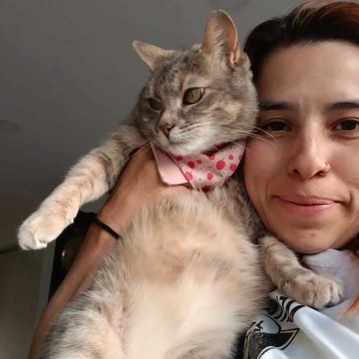 Adopta un gato en Bogotá 