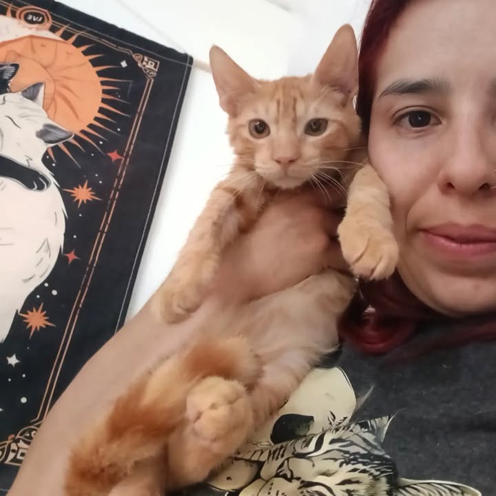 Adopta un gato en Bogotá 