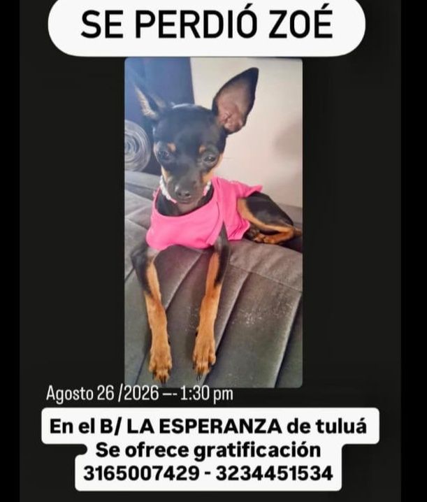 Se perdió Zoé en Tuluá 