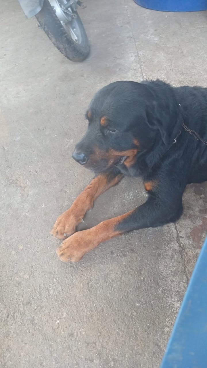 Perro bravo perdido en Acacías, Meta 