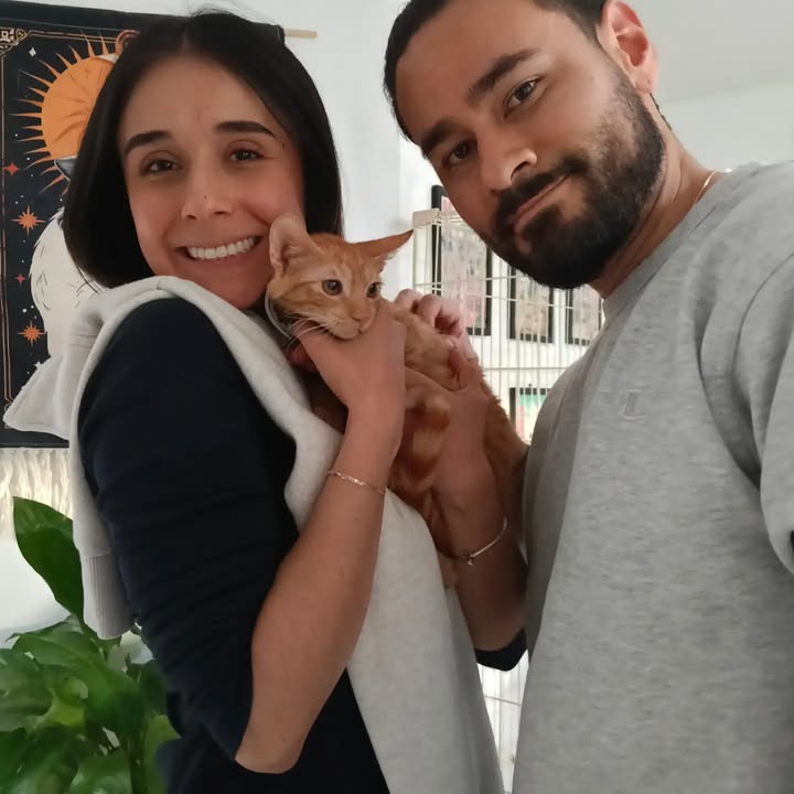 Adopta un gato en Bogotá 