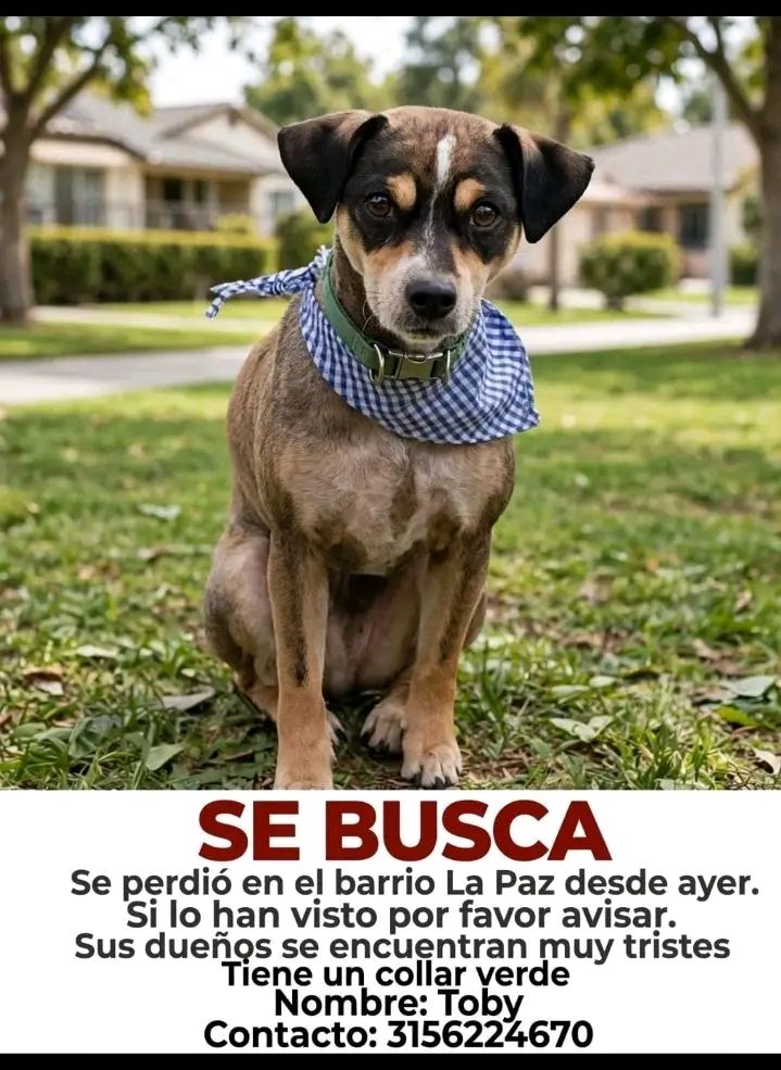 Perro Toby perdido en Tuluá, Valle 