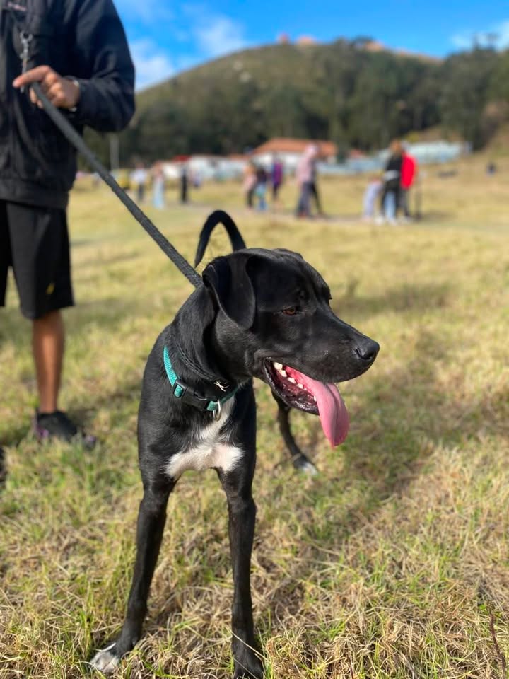 Perro juguetón y cariñoso busca hogar 