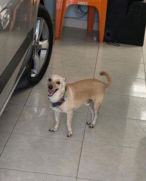 Donatelo regresó a casa en Tuluá 