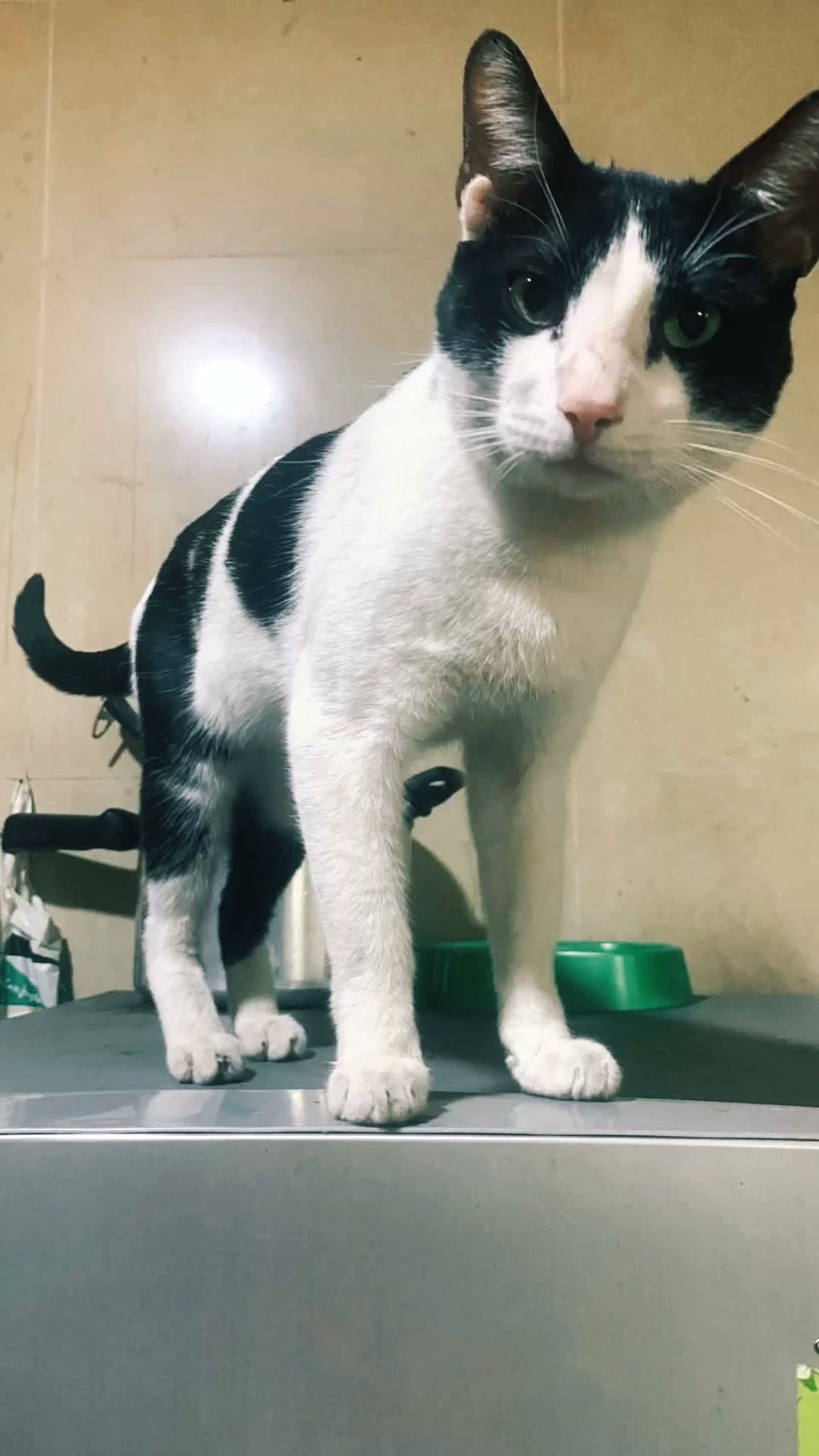 Gatitos adultos y bebés buscan hogar en Tuluá, Valle 