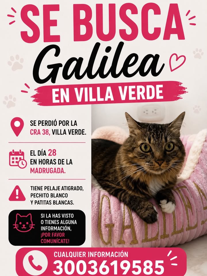 Gato perdido en Pereira, Risaralda 