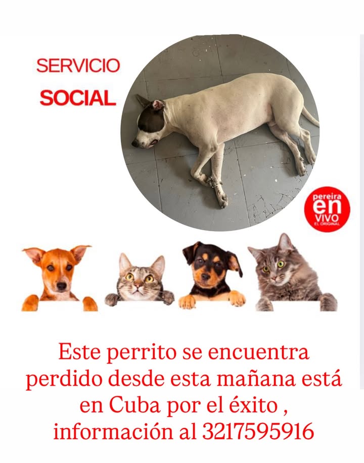 Perro perdido en Cuba, Risaralda 
