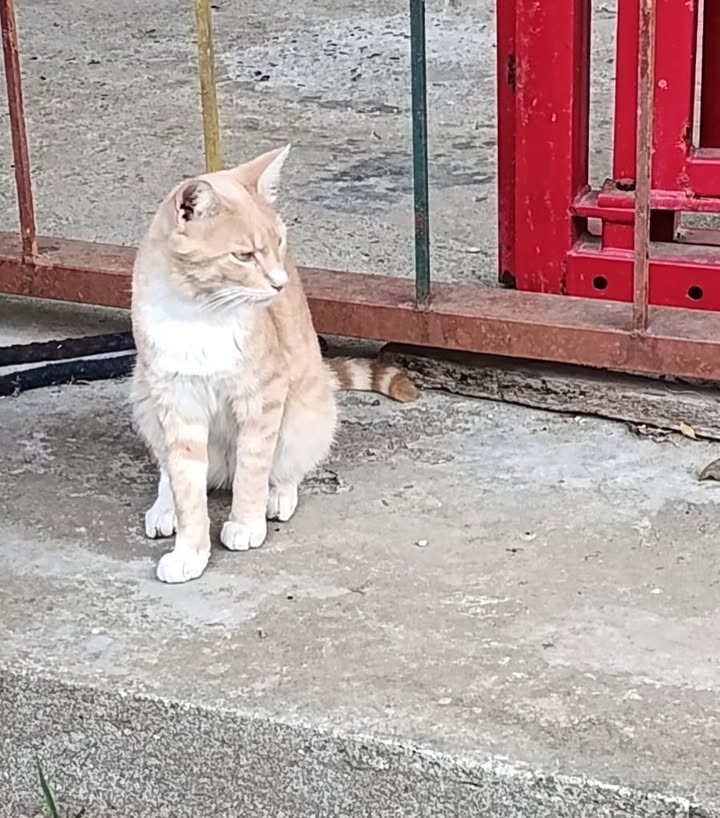 Gatos machos en adopción en Pereira 